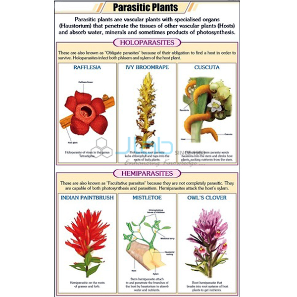 Plant Chart