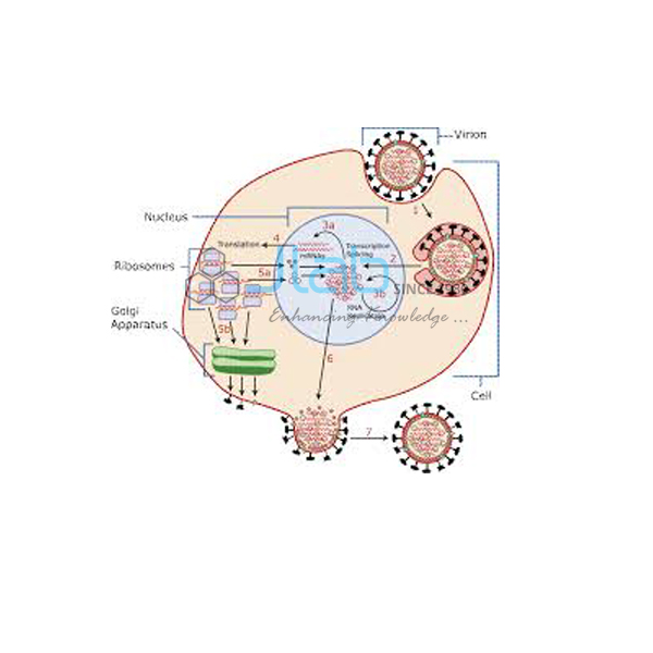Replication Cycle of Viruses Model