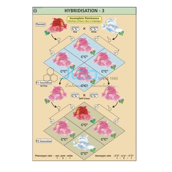 Hybridisation chart India, Hybridisation chart Manufacturer India and