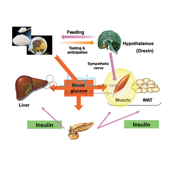 Glucose Metabolism Model