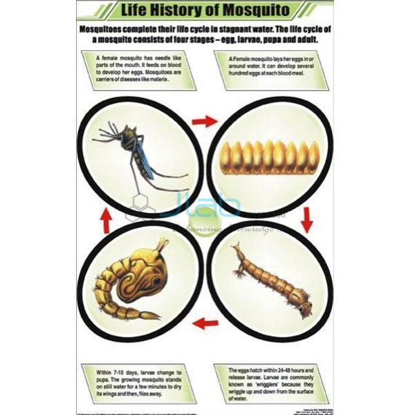 Life History of Mosquito Chart