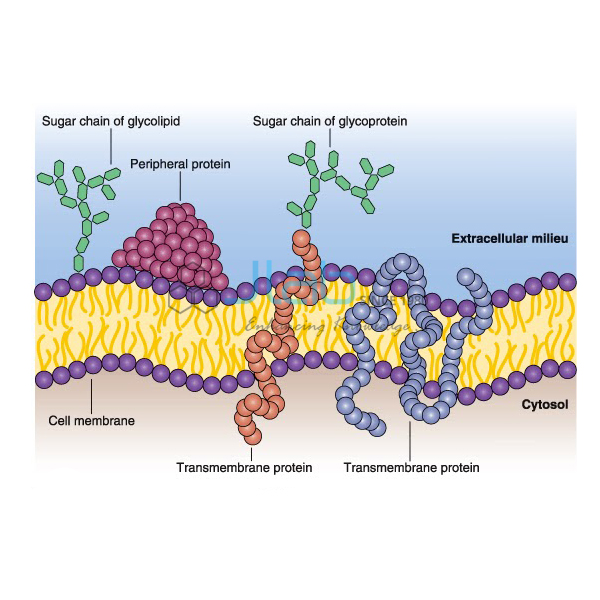 Unit Membrane Model