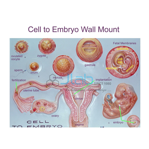 Cell to Embryo Stages Model