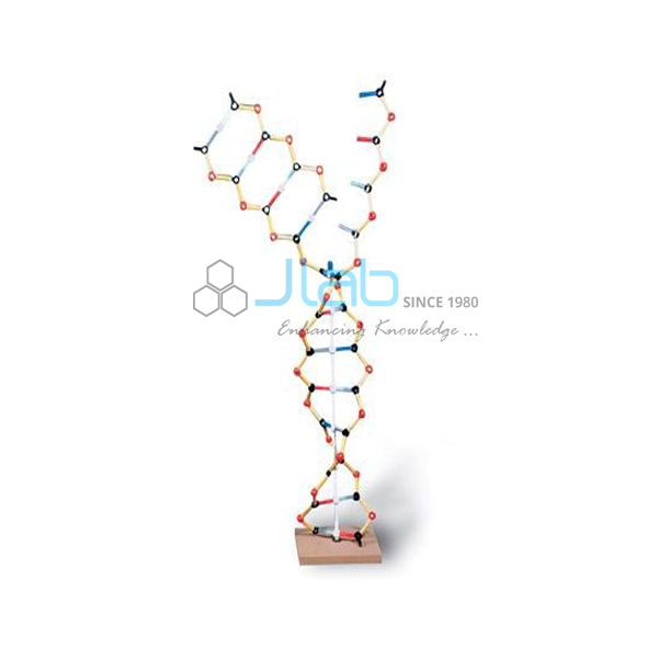 Model of RNA
