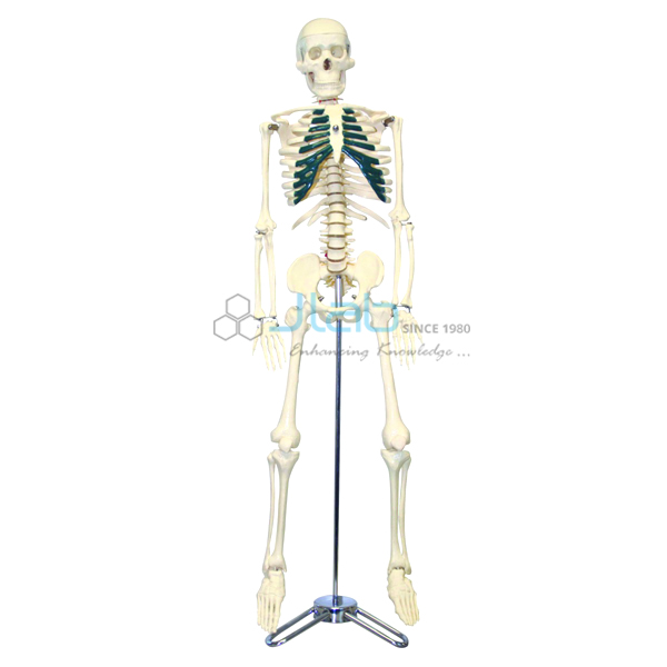 Half Size Human Skeleton 84cm with Nerve Ending
