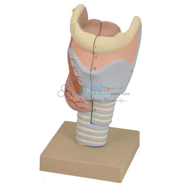 Larynx Model Full Size 2 parts