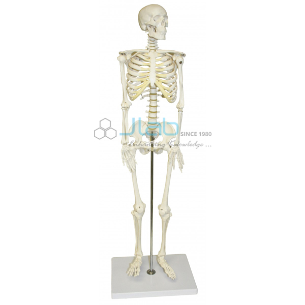 Half Size Human Skeleton 84cm