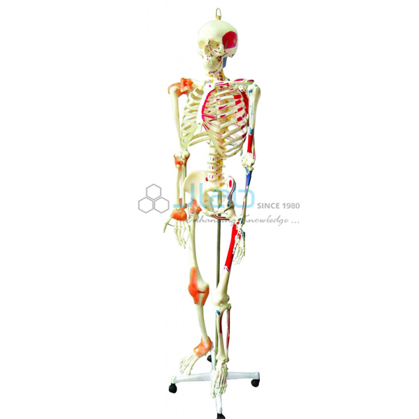 Human Skeleton Full Size 170cm Muscles and Ligaments