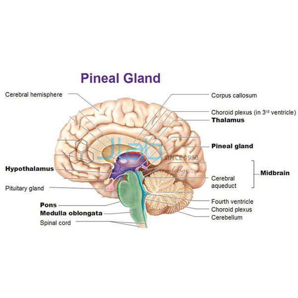 Bio Pineal Gland Model
