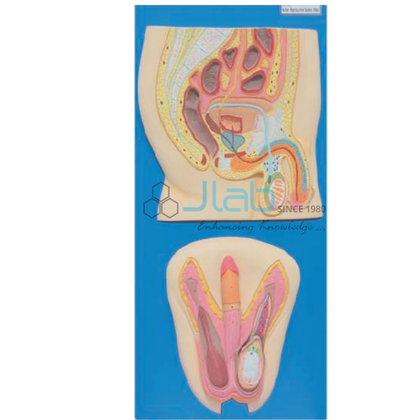 Human Reproductive System Male Model