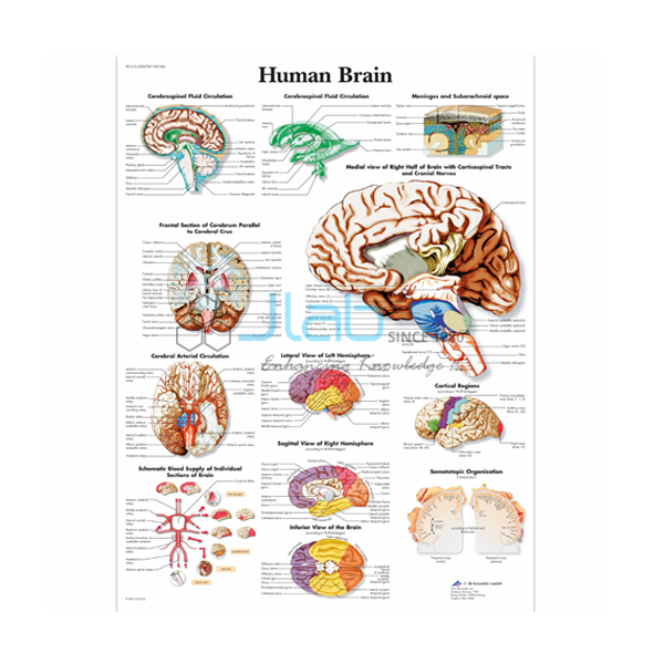 Human Brain Chart