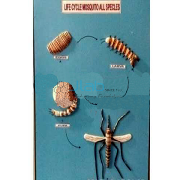 Life Cycle of Mosquito All Species Model