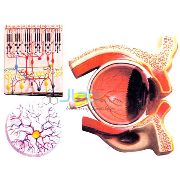 Human Eye Demonstration