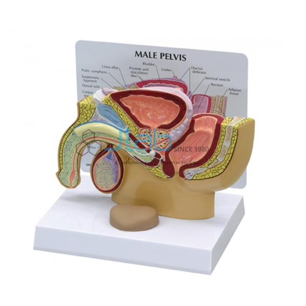 Human Male Pelvis Section