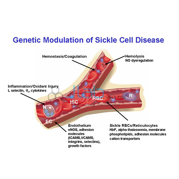 Genetic Modulation of Sickle Cell Disease Model