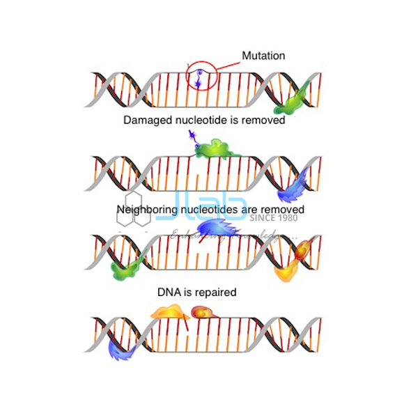 DNA Repair Mechanism Model