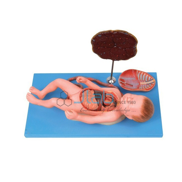 Human Fetal Circulation