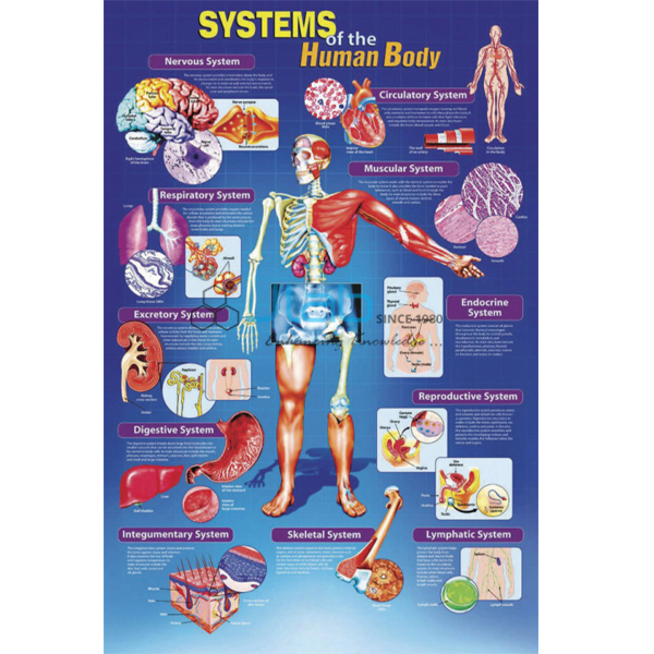 Systems of the Human Body Poster