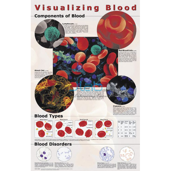 Visualizing Blood Poster
