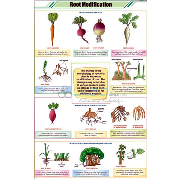 Root Modifications Chart