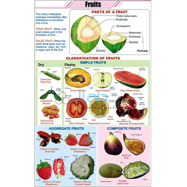 Fruits Chart