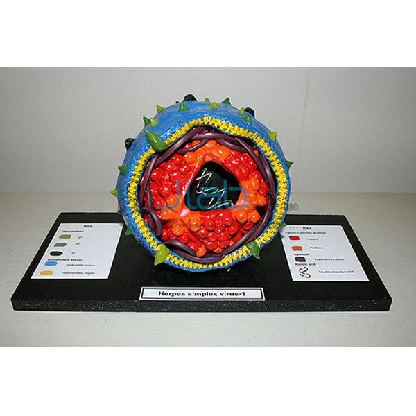 Herpes Simplex Virus Model