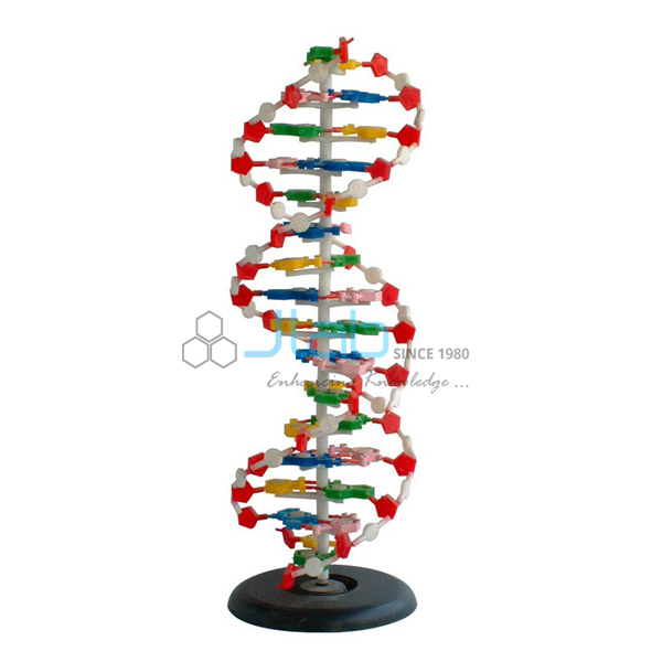 DNA Structure Model