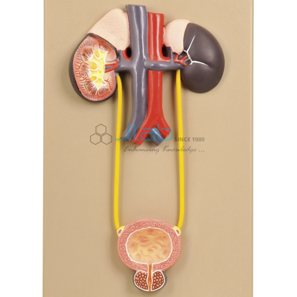 Urinary Organs, Kidney and Bladder Model