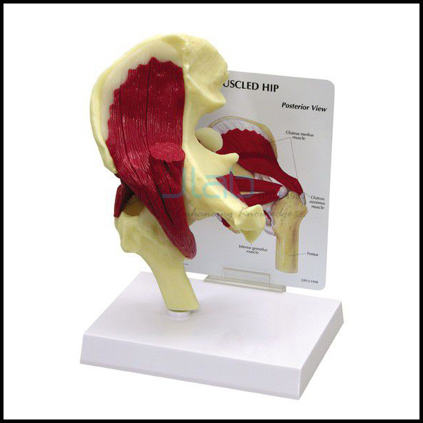 Mini Hip Joint with Muscles