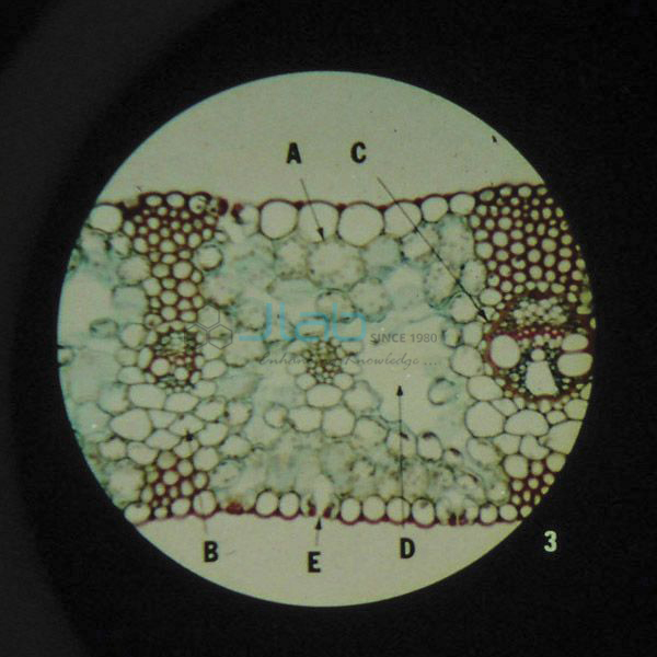 The Cell Structure Microslide