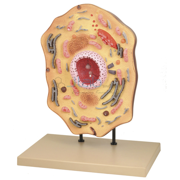 Animal Cell Model