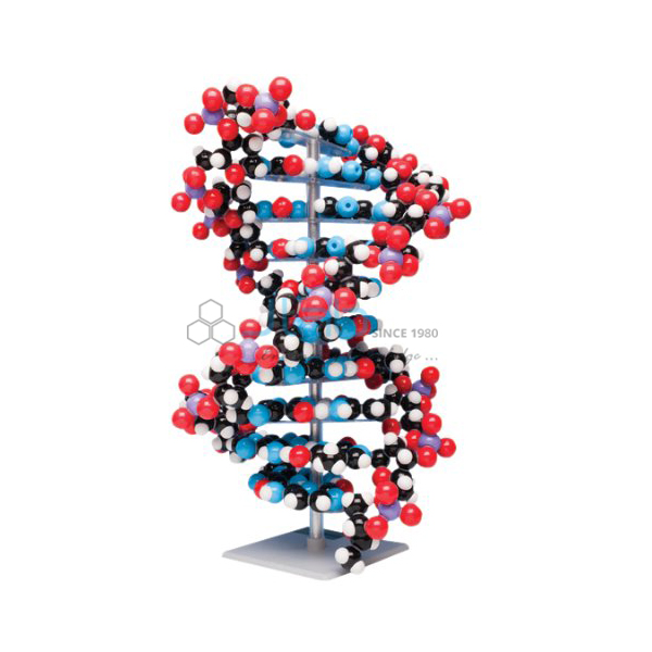 Ten layer DNA Molecular Model