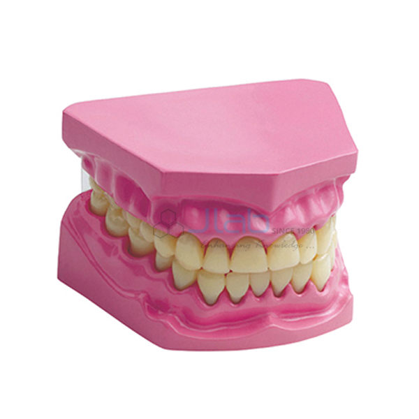 Dental Model