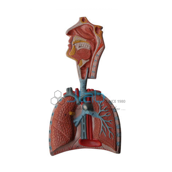 Human Respiratory System Model