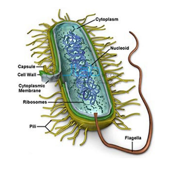 Bacteria Structure Model