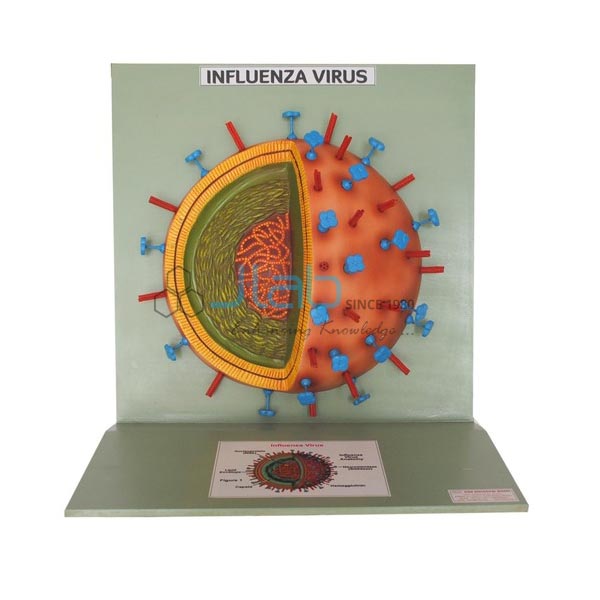 Influenza Virus Model