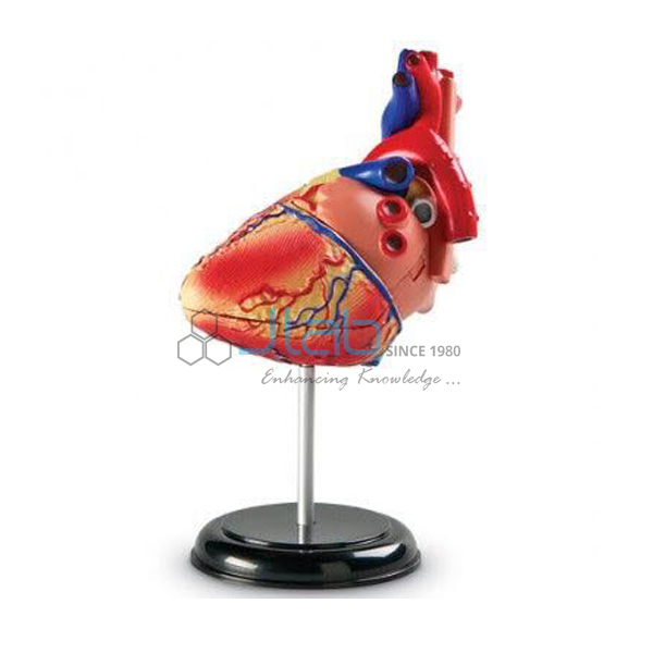 Human Heart Model