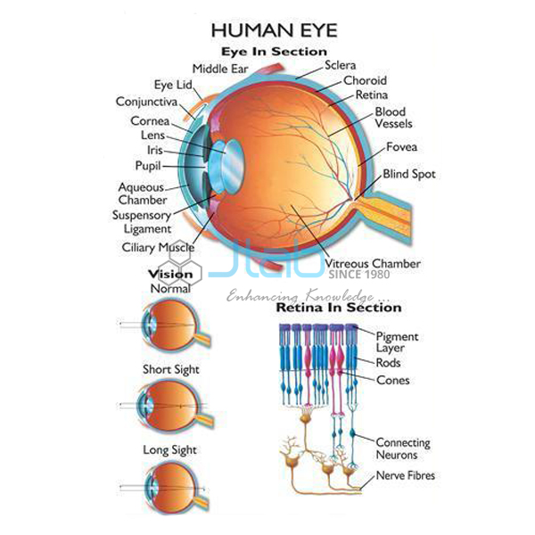 Human Eye Chart