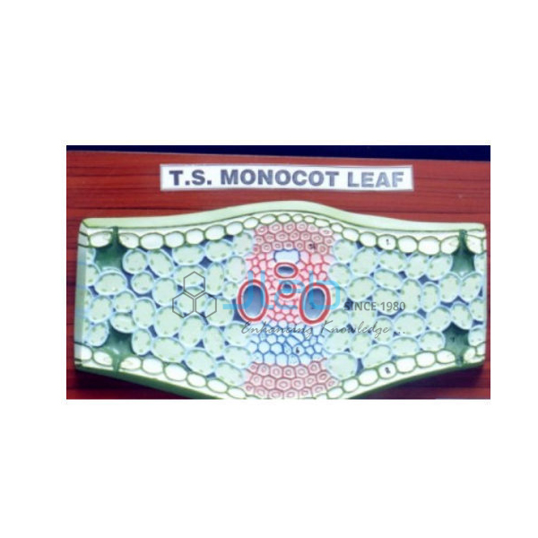 Monocot Leaf TS