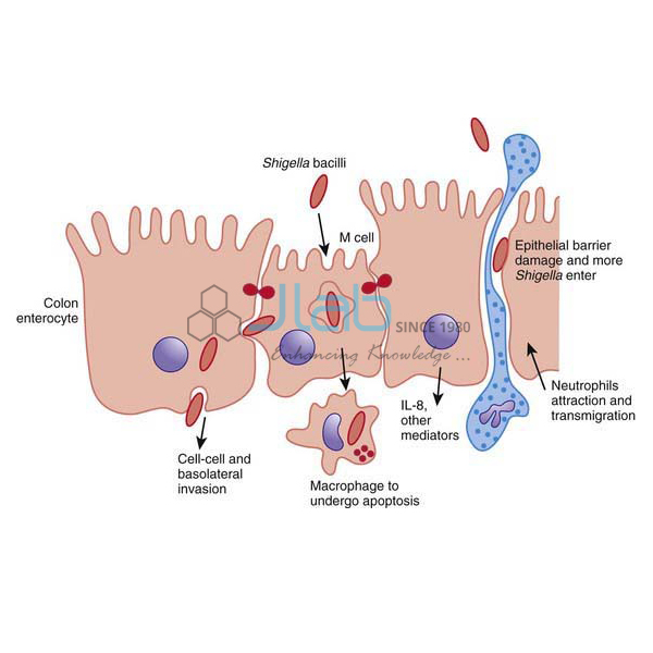 Mechanism of Shigella Infection Model