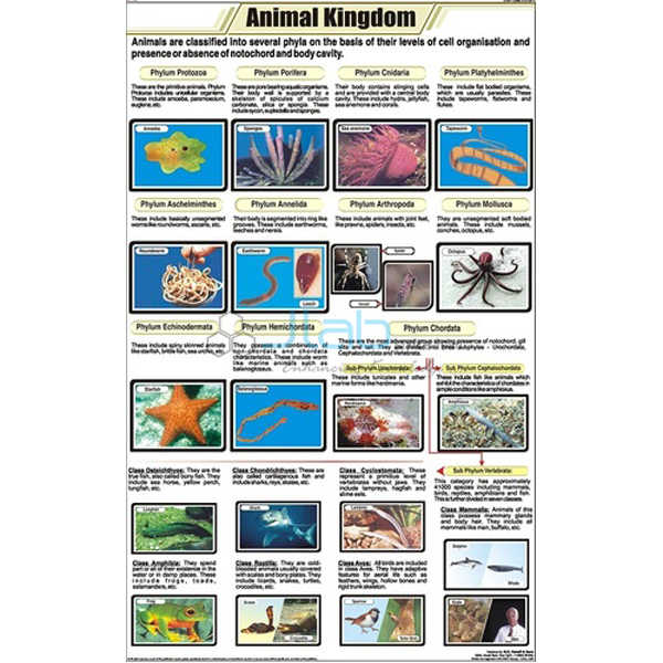 Animal Kingdom Classification Chart