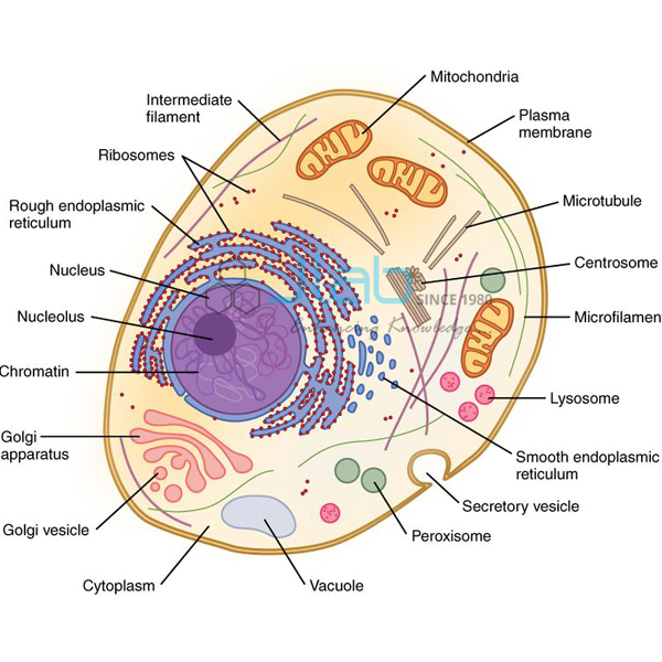 Cell Biology Model