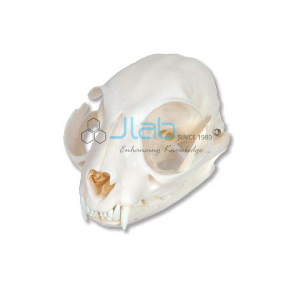 Model of Cat Skull