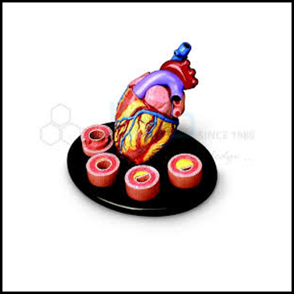 Heart With Arteries Models