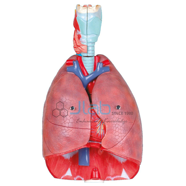 Larynx Heart and Lungs Model