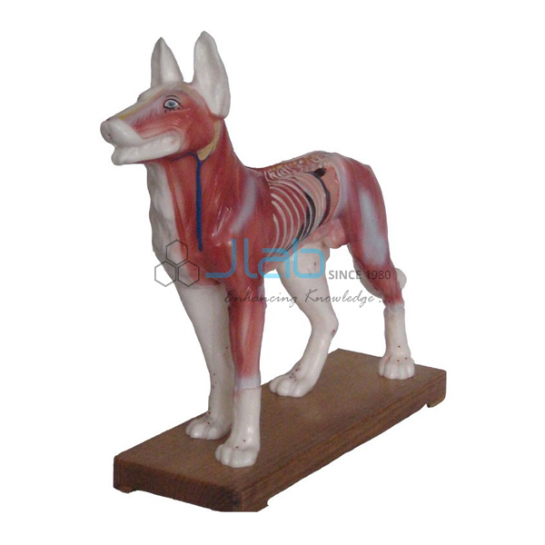 Dog Acupuncture Model