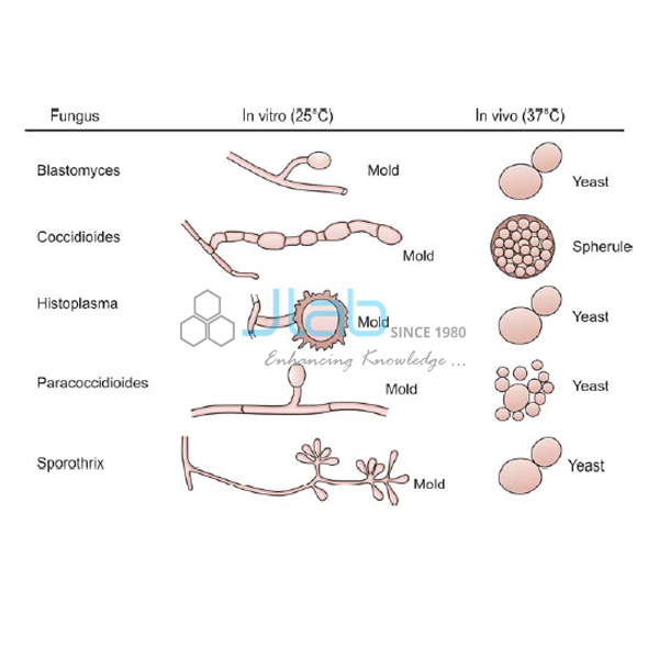 Classification of Pathogenic Fungi Model