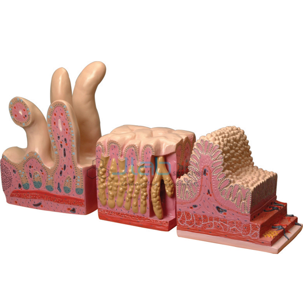 Digestive Canal Model