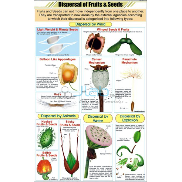 Dispersal of Fruits and Seeds Chart