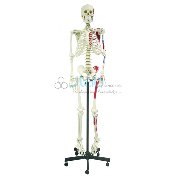 Human Skeleton 66 Full Size 168cm